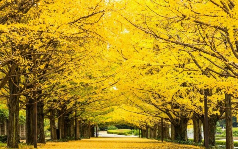 Tour Nhật Bản: 03 địa điểm ngắm lá đỏ đẹp nhất 37 showa 1 e1648109307719